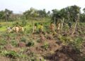 Project Management Education and the Future of Africa