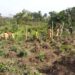 Project Management Education and the Future of Africa