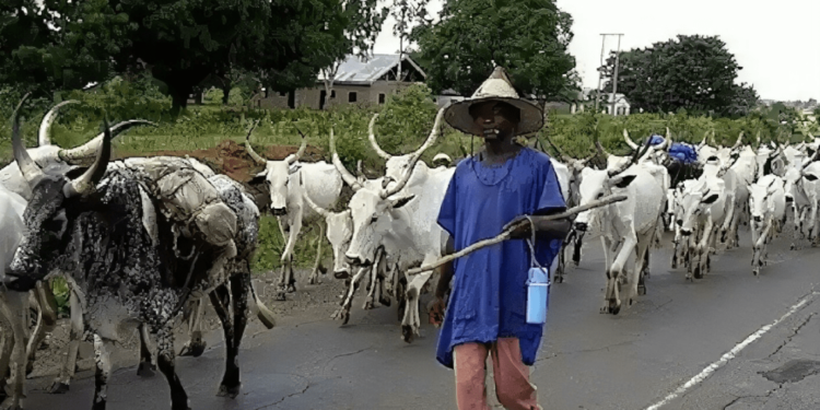 Nigeria: Enrollment Soars in Zamfara Nomadic Schools – Official