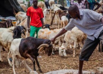 15 Meaningful Ways Students Can Celebrate Ileya (Eid al-Adha)