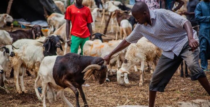 15 Meaningful Ways Students Can Celebrate Ileya (Eid al-Adha)