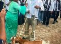 Nigerian Mother Explains Why She Gifted Son a ₦120,000 Goat at Graduation