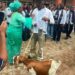 Nigerian Mother Explains Why She Gifted Son a ₦120,000 Goat at Graduation