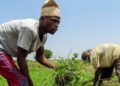 Agriculture Grants and Funding Opportunities for Nigerian Farmers: What Is Available?