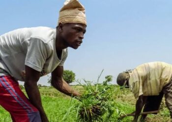 Agriculture Grants and Funding Opportunities for Nigerian Farmers: What Is Available?