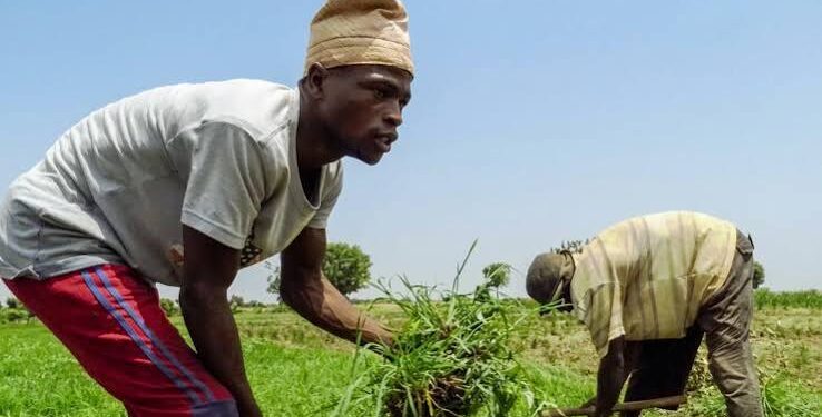 Agriculture Grants and Funding Opportunities for Nigerian Farmers: What Is Available?