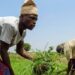 Agriculture Grants and Funding Opportunities for Nigerian Farmers: What Is Available?